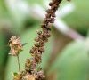 inflorescence