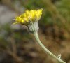fleur