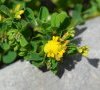 (anciennement subsp leiocarpa)