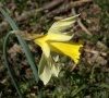 fleur