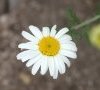 calice à fleurs radiées