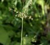 plante entière avec feuille caulinaire DB